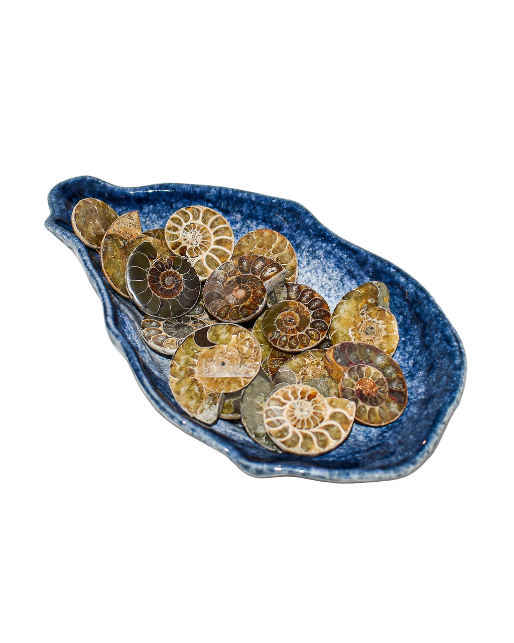 Ammonite (1-2 inches)