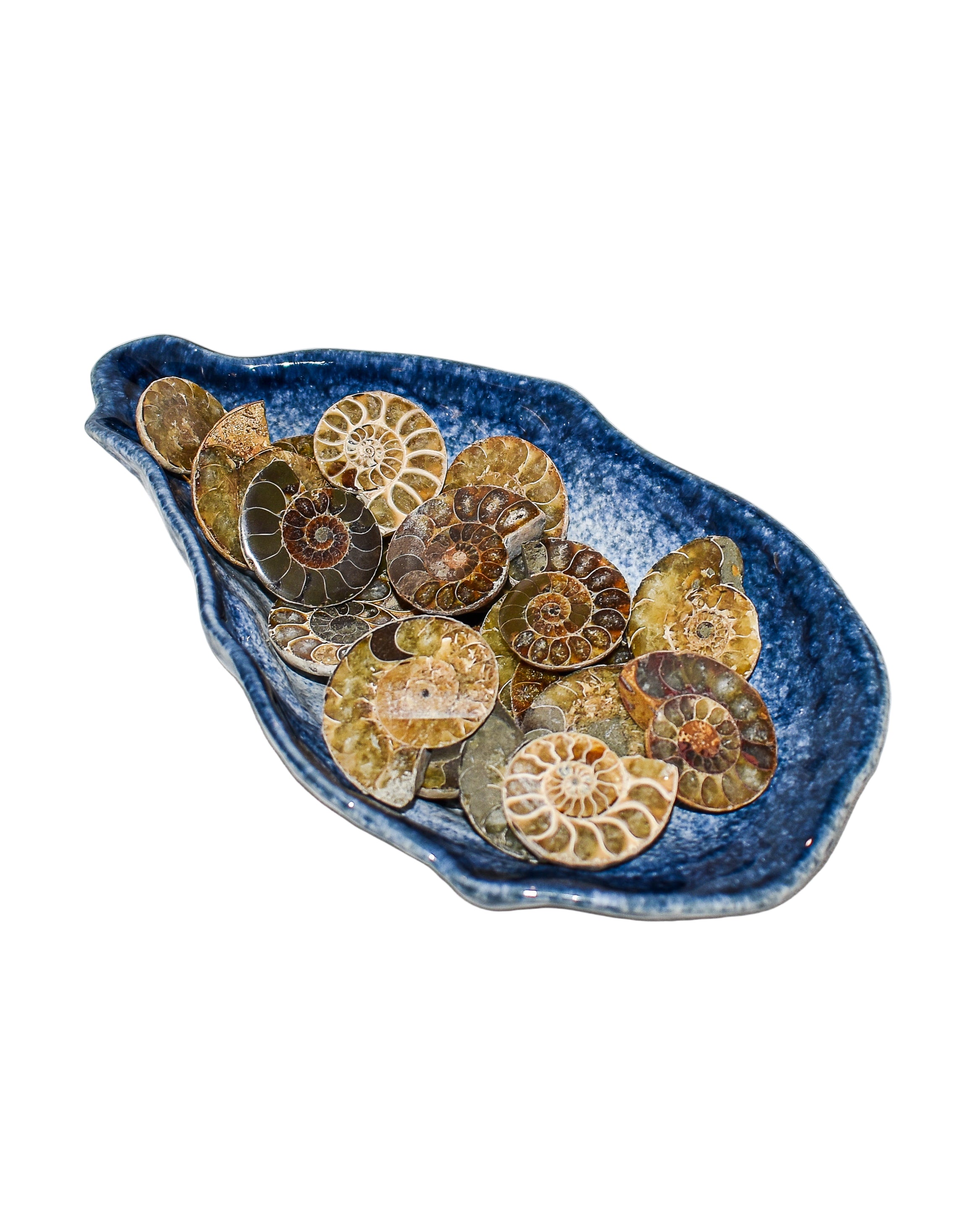 Ammonite (1-2 inches)