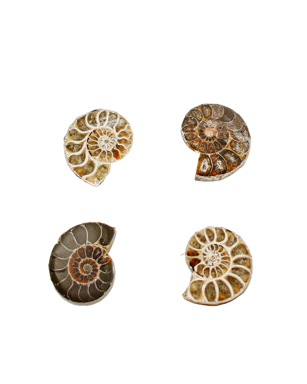 Ammonite (1-2 inches)