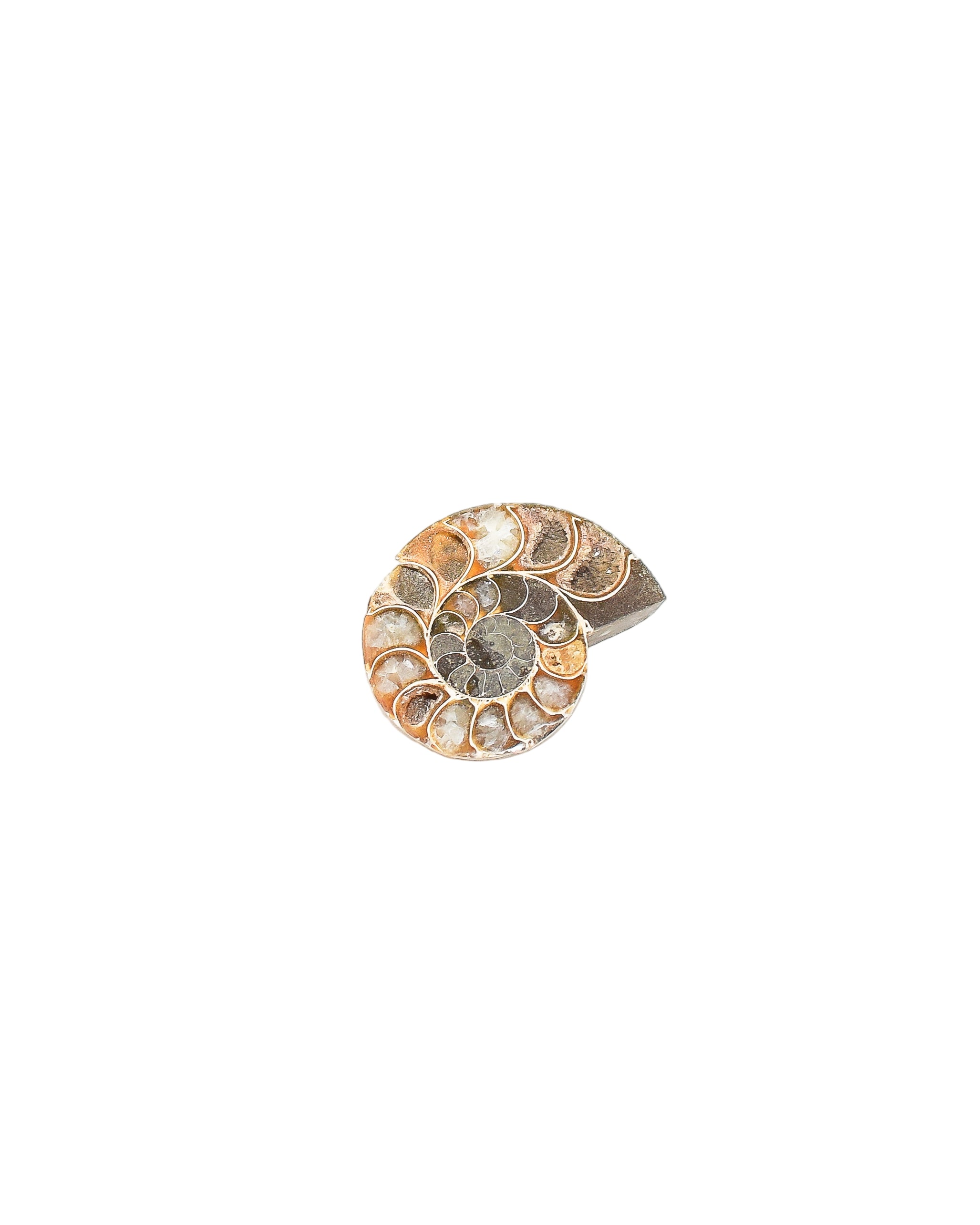 Ammonite (1-2 inches)