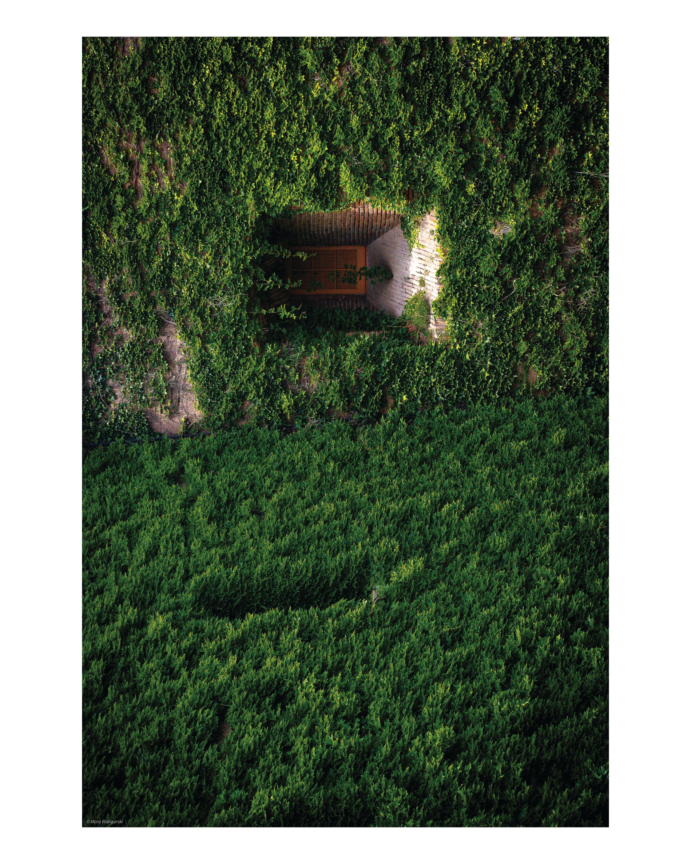 Ivy-Covered Walls of Montjuïc Castle Print