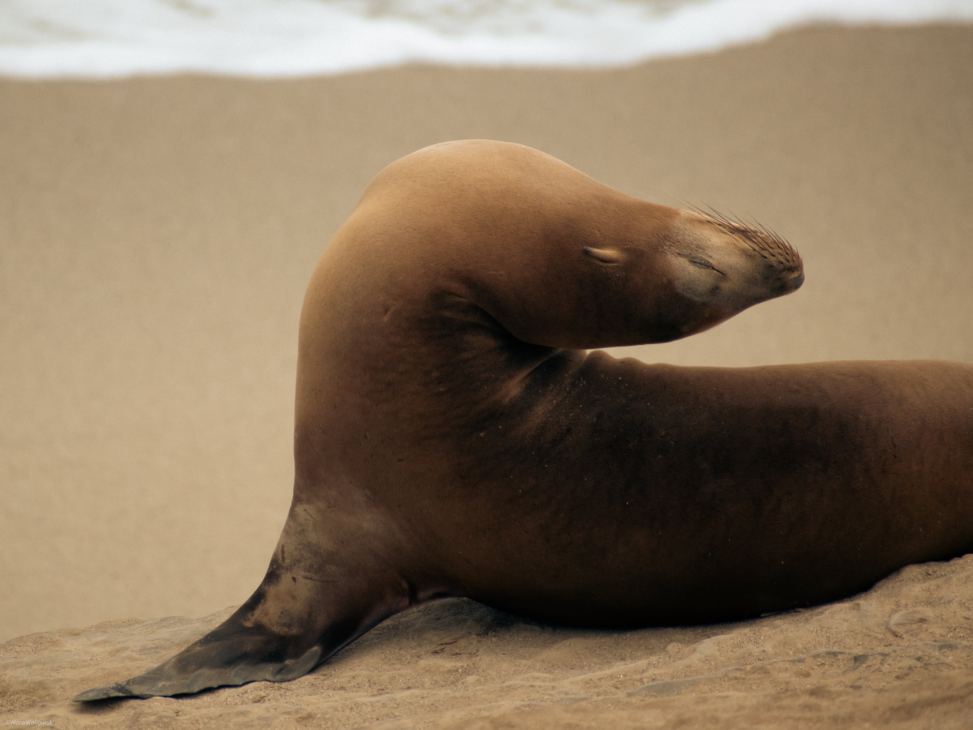California Sea Lion Print