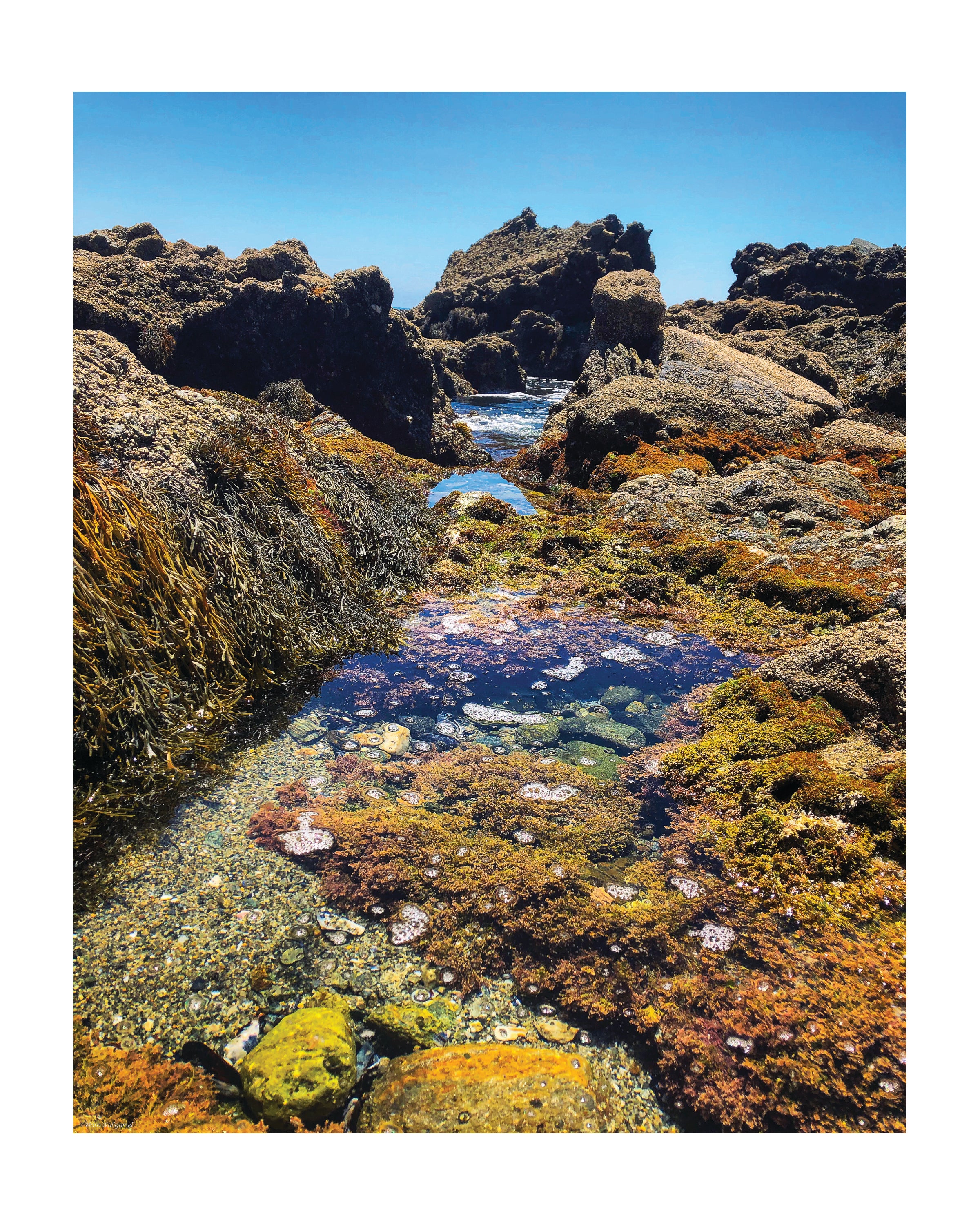 Laguna Beach Tide Pools Print